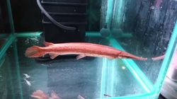 Atractosteus sp. "Red Gar" NEW