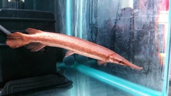 Atractosteus sp. "Red Gar" NEW