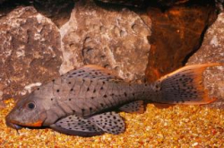 L-095-Pseudorinelepis genibarbis  