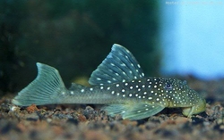 L128 Hemiancistrus spec. Blue Phantom Wild XL