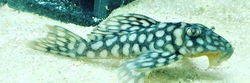 L354 - Spectracanthicus zuanoni IRIRI Wild XXL