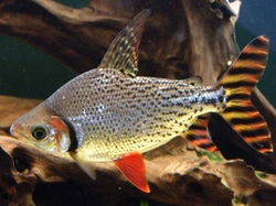 Semaprochilodus taeniurus "Red Flagtail" L 