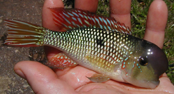 Gymnogeophagus labiatus "Blue Yerbalito" RARE