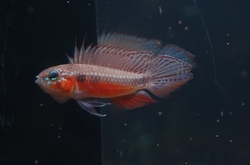 Apistogramma elizabethae "Super red" EU breed