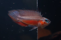 Apistogramma elizabethae "Red Belly" Wild 