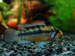 Apistogramma norberti