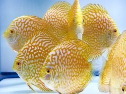 Symphysodon sp. Pigeon Yellow / Golden (China grade AAA) XL