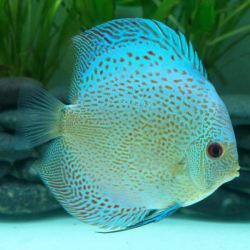 Symphysodon sp. Scorpion Blue (China Grade AAA) ML 