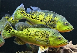 Cichla kelberi Bahia Gold SM