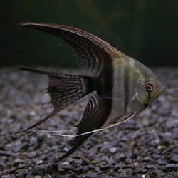 Pterophyllum scalare Bicolor Long fin