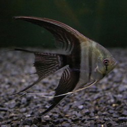 Pterophyllum sp. Bicolor Long fin M 