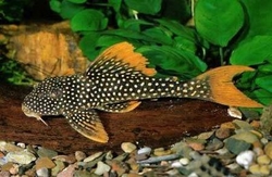L014 Scobinancistrus aureatus SM Wild - Krunýřovec zdobený