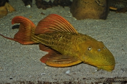 L024 Pseudacanthicus pitanga Super Red Wild M