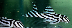  L-046 Hypancistrus zebra 