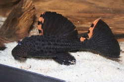 L091 Leporacanthicus triactis Three Beacon Pleco M 