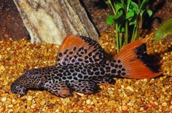 L114 Pseudoacanthicus leopardus "Leopard Cactus Pleco" M 