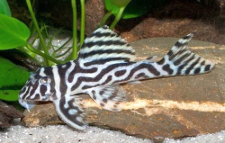 L173 Hypancistrus cf. zebra