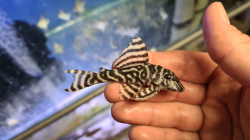 L173a - Hypancistrus sp. Wild XL Special - Sao Felix river RARE