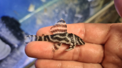 L173a - Hypancistrus sp. Wild XL Special - Sao Felix river RARE