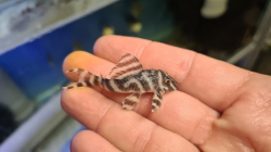 L173a - Hypancistrus sp. Wild XL Special - Sao Felix river RARE