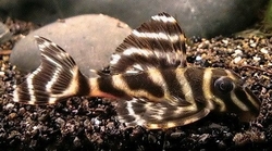 L-199-Hypancistrus furunculus