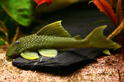 L - 200 Hemiancistrus subviridis