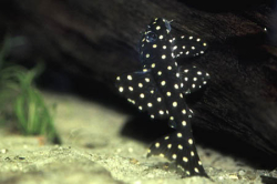L-201-Hypancistrus inspector