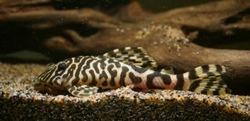 L134 - Peckoltia compta Jamanxim Imperial pleco XL 