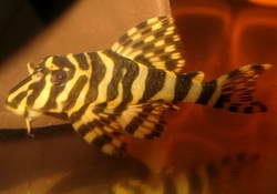 L134 - Peckoltia compta "Imperial pleco / Jamanxim" Breed M