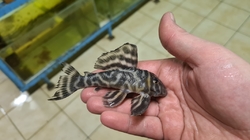 L475 - Hypancistrus sp. "Nhamunda" Wild