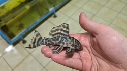 L475 - Hypancistrus sp. "Nhamunda" Wild