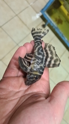 L475 - Hypancistrus sp. "Nhamunda" Wild