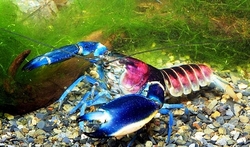 Cherax pulcher "Hoa Creek/Irian Jaya"