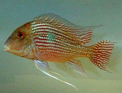 Geophagus pindare EU breed F1 M