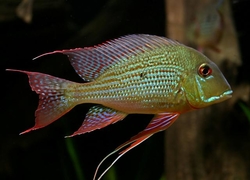 Geophagus altifrons "Trombetas" Wild XL