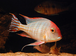 Geophagus pyrocephalus "Tapajos Red Head" L