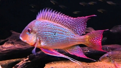 Gymnogeophagus sp. surinamensis WF