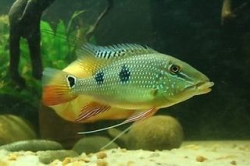 Geophagus(Satanoperca) daemon Wild M 