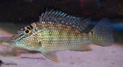 Geophagus(Satanoperca) jurupari Wild ML