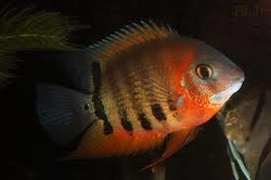 Heros sp. "Multifluorescent - Red shoulder" Wild Peru Nanay XL