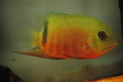 Heros liberifer "Inirida/Red Belly"  Wild L 