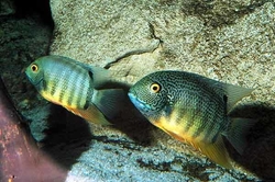 Heros sp. "Rio Ucayali" Peru Wild NEW 