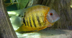 Heros cf.efasciatus "Rio Napo" Peru Wild NEW 