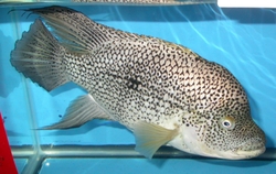 Nandopsis haitiensis M