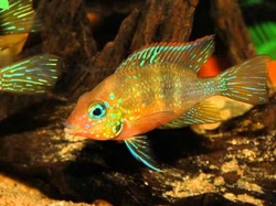 Thorichthys aureus Rio Copan F2