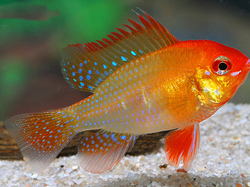 Papiliochromis ramirezi gold