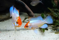 Papiliochromis ramirezi Blue red head