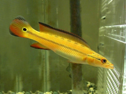 Crenicichla sp. XINGU I - Orange Belem Wild - TOP RARE!