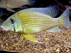 Geophagus taeniopareius EU odchov