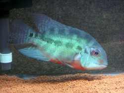 Hoplarchus psitttacus "Orinoco" Wild L  